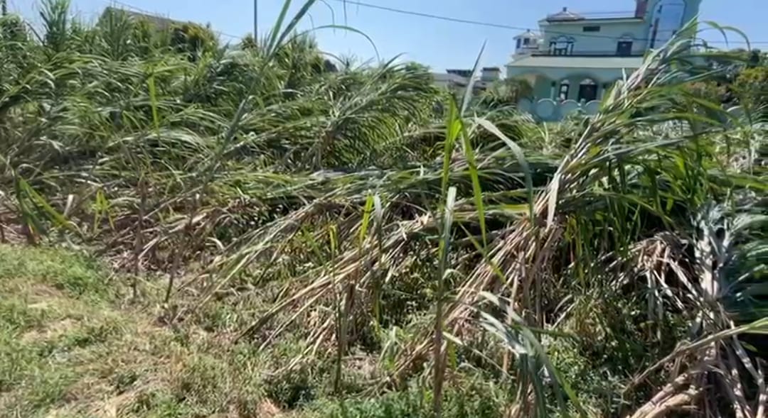 बेमौसम बारिश ने पहुंचाया किसानो की फसलों को नुकसान